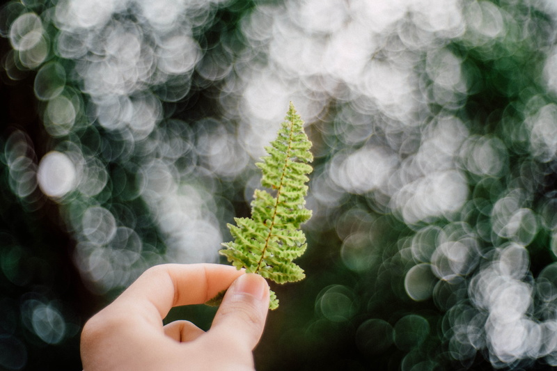 summer, leaf, flower, bokeh, close-up, growth, medical cannabis, focus on foreground, human hand, 4K, marijuana - herbal cannabis, holding, adult, finger