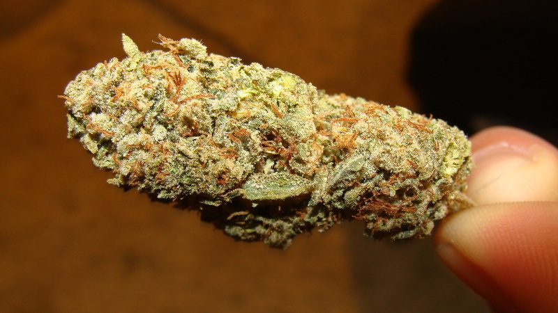 cannabis plant, food, herb, selective focus, marijuana - herbal cannabis, marijuana photo backgrounds, hand, narcotic, alternative medicine, plant, 1080P