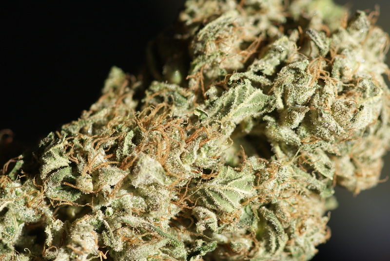 food and drink, close-up, cannabis, plant, indoors, hungry, marijuana - herbal cannabis, cannabis plant, 4K, food, nature, healthcare and medicine, alternative medicine