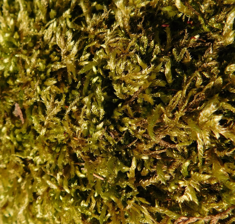 outdoors, wild plant, moss, narcotic, close-up, green, healthcare and medicine, herb, medical cannabis, full frame, directly above, close, exposed, growth