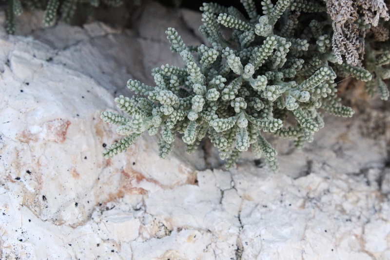 water, sea, herbal medicine, leaf, coniferous tree, ice, sea life, no people, food and drink, growth, medicine, winter, marijuana - herbal cannabis, animal