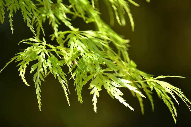 plant part, beauty in nature, nature, leaves, medical cannabis, cannabis plant, growth, spring, 1080P, narcotic, food, recreational drug, green color