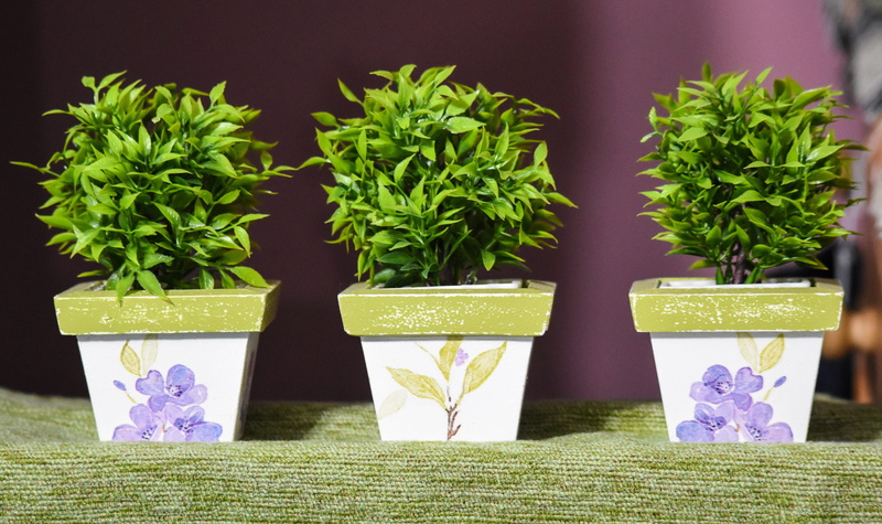 potted plant, nature, pots, flower pot, food and drink, inside, side by side, herbal medicine, group of objects, plant, green color, healthcare and medicine