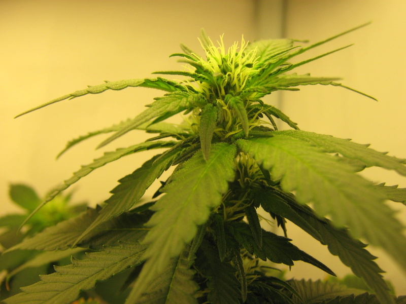 focus on foreground, healthcare and medicine, medicine, close-up, nature, alternative medicine, marijuana, leaf, plant part, marijuana - herbal cannabis