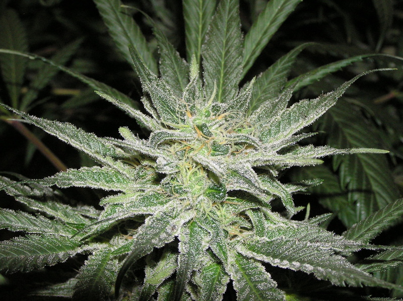 green color, no people, beauty in nature, medicine, narcotic, herb, leaf, marijuana  pictures, plant, 1080P, alternative medicine, food, outdoors, healthcare and medicine