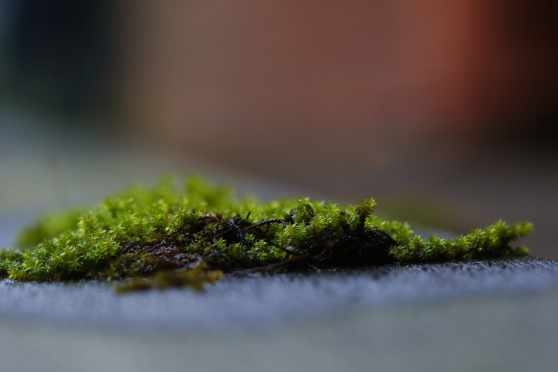 herb, indoors, cannabis - narcotic, nature, food, medical cannabis, healthcare and medicine, medicine, plant, green, vegetable, moss, selective focus, green color