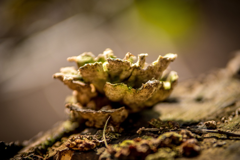 medicine, 5K, growth, land, medical cannabis, mushroom, close, outdoors, healthcare and medicine, marijuana - herbal cannabis, surface level, herb, vegetable