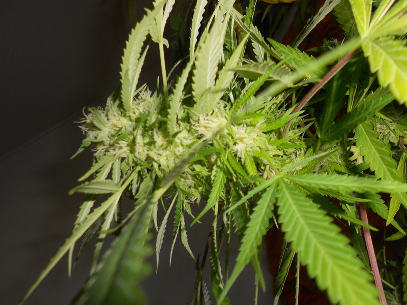 alternative medicine, weed, plant, herbal medicine, cannabis plant, leaf, medicine, healthcare and medicine, medical cannabis, nature, herb, close-up, green