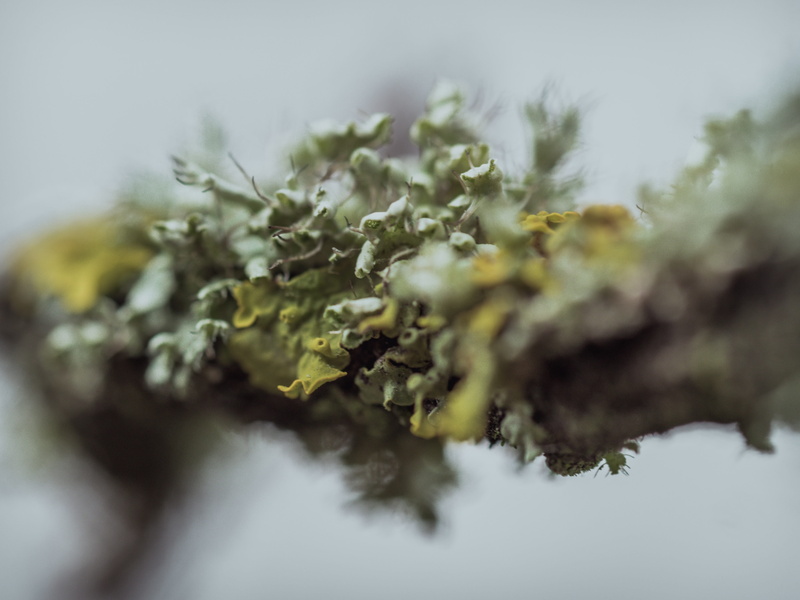narcotic, no people, cannabis - narcotic, herb, alternative medicine, healthcare and medicine, medicine, selective focus, nature, marijuana - herbal cannabis