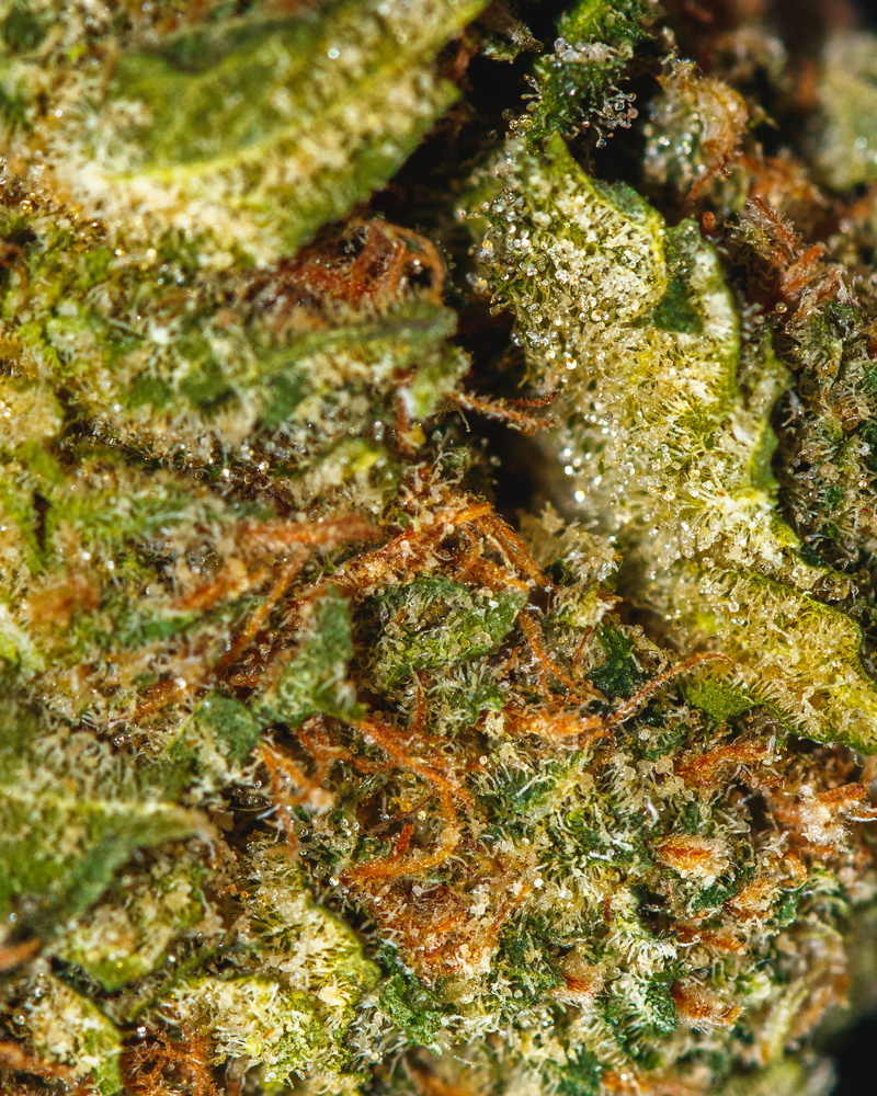 sea, 2K, animal wildlife, water, animals in the wild, marine, sea life, marijuana - herbal cannabis, green color, animal themes, indoors, food and drink