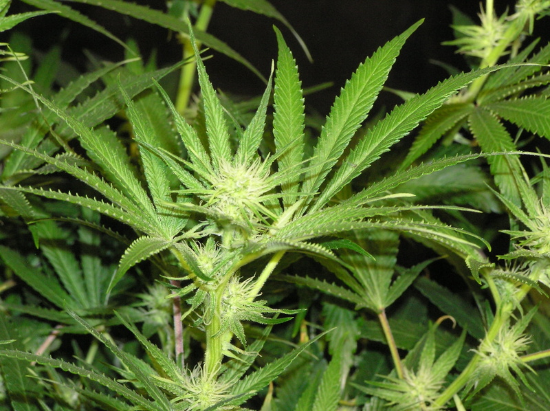 marijuana - herbal cannabis, medical cannabis, alternative medicine, beauty in nature, plant part, herb, nature, green color, cannabis plant, outdoors
