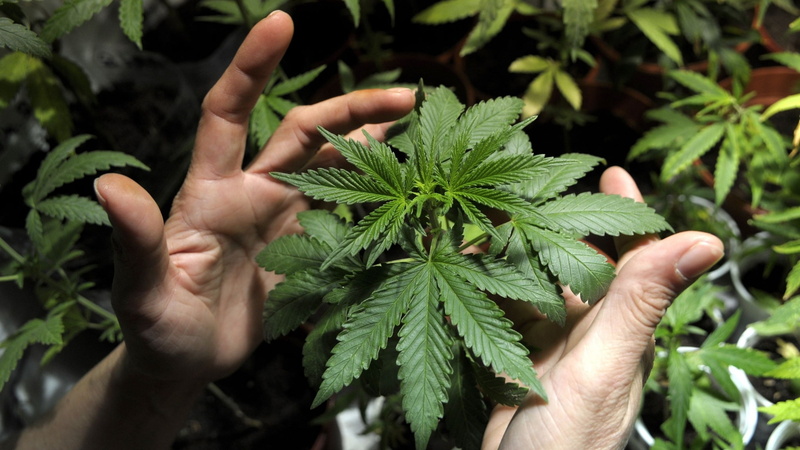 1080P, human body part, leaf, gardening, marijuana - herbal cannabis, nature, green color, medicine, narcotic, holding, marijuana  pictures, real people