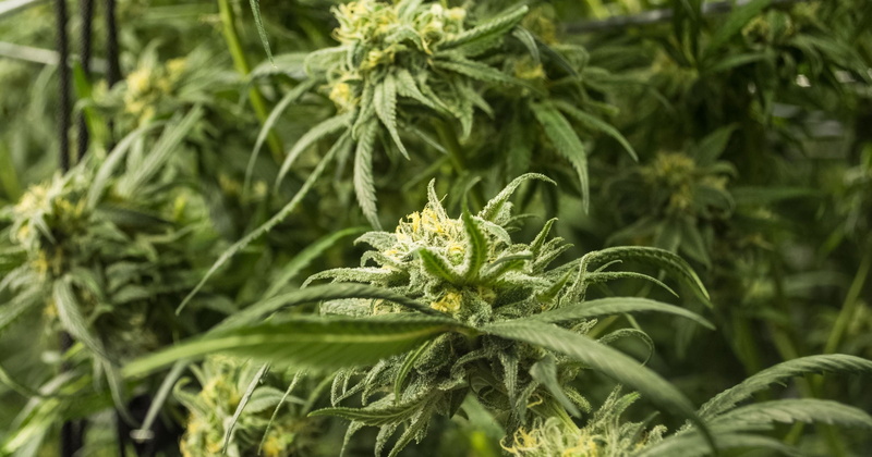 marijuana, drugs, beauty in nature, flower, nature, narcotic, 2K, growth, food, leaf, close-up, plant part, no people, cannabis plant, outdoors, herb