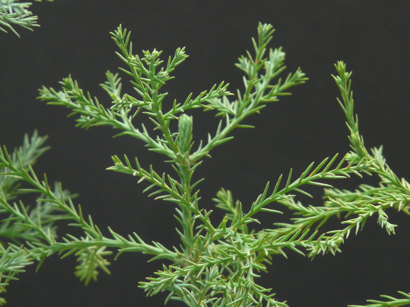 redwood branches, green color, branches, black background, plant, herbal medicine, marijuana - herbal cannabis, studio shot, tribe, food and drink, tree