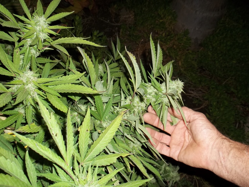 holding, plant part, personal perspective, human limb, hand, real people, 4K, human hand, green color, finger, marijuana, herb, leaf, drugs, human body part