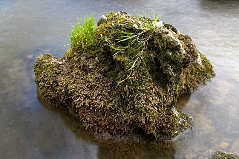 grasses, medical cannabis, stone, focus on foreground, food, food and drink, river, plant, moss, close-up, green color, day, nature, marijuana - herbal cannabis