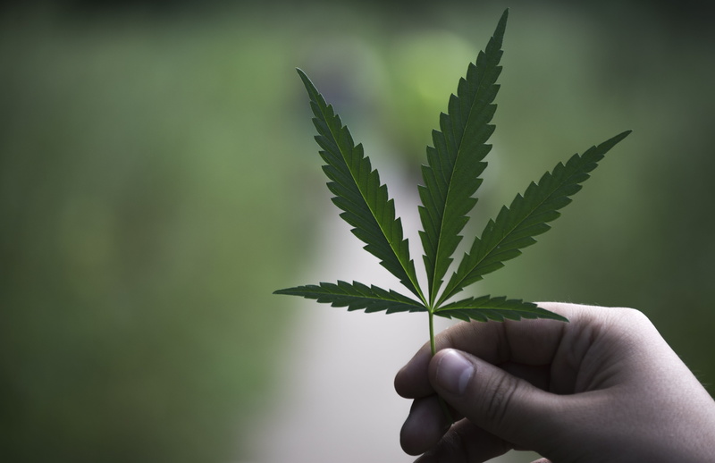 nature, 5K, human hand, real people, green, leaves, human finger, medical cannabis, body part, plants, herb, healthcare and medicine, plant part, marijuana - herbal cannabis