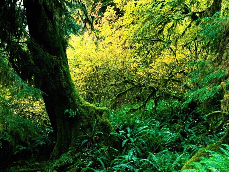 art, nature, hd, 720P, anyone, picture, forests, rainforest, looks, hoh, x