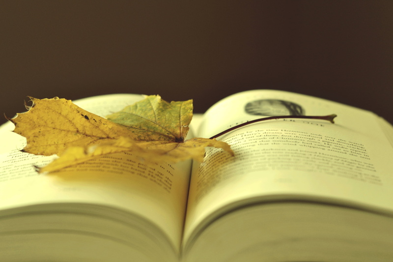 expertise, bible, antique, autumn, book, religion, maple, dictionary, studying, document, close-up, indoors, selective focus, spirituality, leaves, old