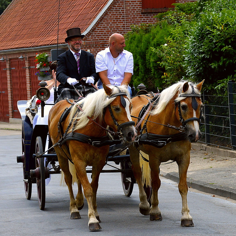 riding, man, people, 2K, herbivorous, before, lovers, ride, animal wildlife, horseback riding, romantic, built structure, heart, wedding day, romance