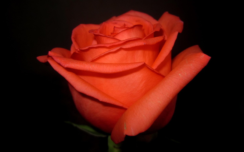 sweetheart, orange, rose, 2K, special, my-everything, dark, love