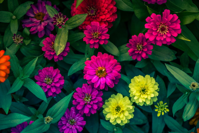 no people, day, lake, high angle view, close-up, flower head, plant, petal, growth, plant part, everything, botany, ucraft, bucharest, forest