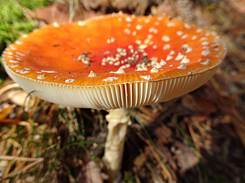 food, leaves, close-up, everything, agaric, day, food and drink, red, plant, 2K, tribe, orange, selective focus, focus on foreground, fungus, mushroom