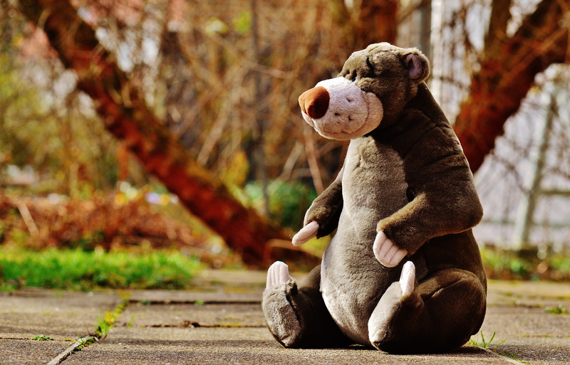 5K, out, bear, bears, full length, sweet, toy, animal, knuffig, pavement, plant, mammal, sitting, road, snuggle, purry, white, stuffed toy, children, cute