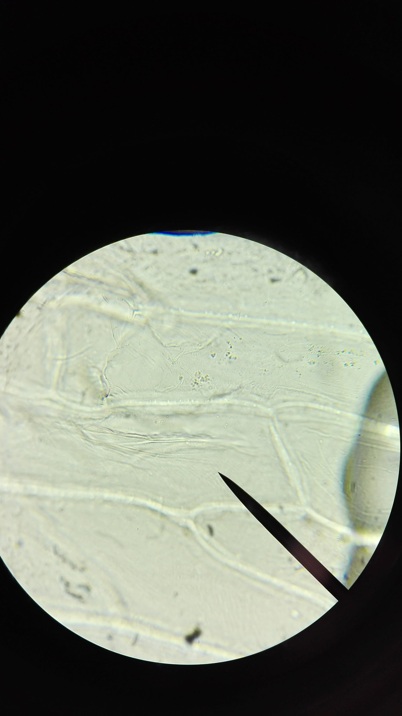 optical instrument, magnification, Cell, 4K, laboratory equipment, circle, studio shot, nature, close-up, education, research, examine, biology, science