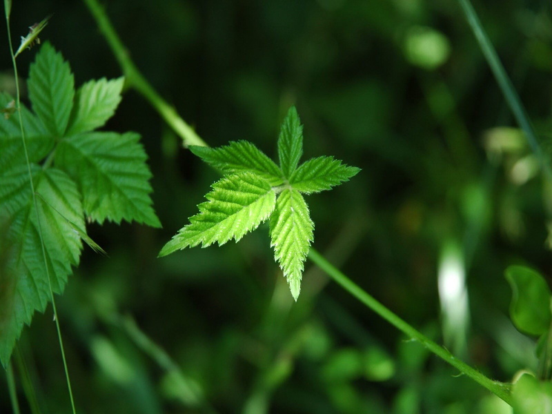 growth, green, medicine, green color, vulnerability, 720P, beauty in nature, land, marijuana - herbal cannabis, no people, close-up, narcotic, day, outdoors