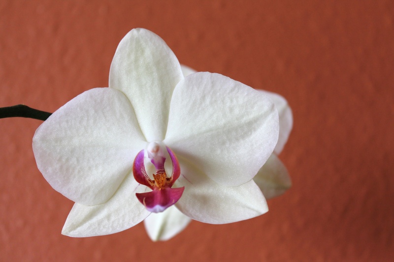 exotic, moth, tropical flowers, focus on foreground, close, freshness, design, flower, flower head, fragility, flower therapy, blossom, close-up, photo