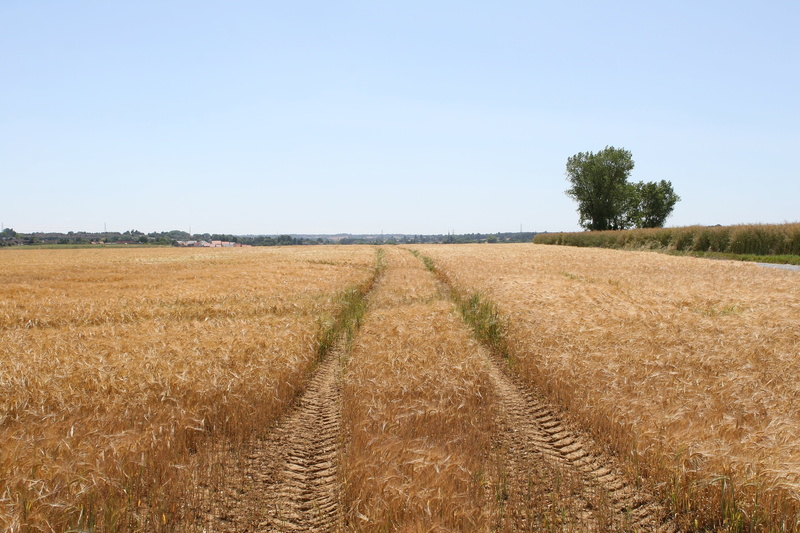 summer, farmland, tractor, rural Scene, farmer, land, copy, sky, truck, tranquil scene, corn, farming, scenics - nature, tranquility, clear sky, cereal plant