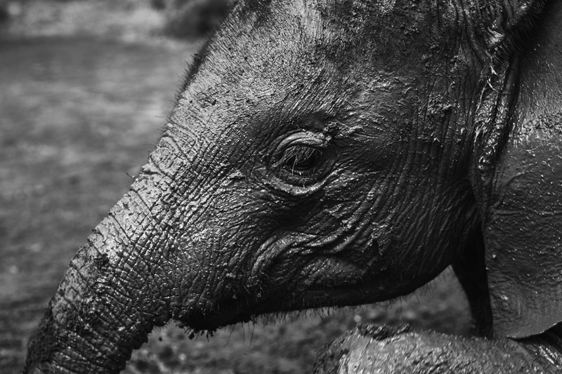 zoo, muddy, animal themes, close, trunk, animal, animal body part, animal head, safari, black and white, animal eye, close-up, wild, elephant, grey, one animal