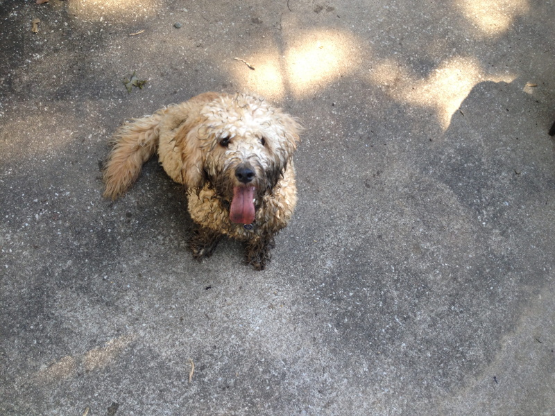 looking at camera, puppy, animal mouth, vertebrate, one animal, no people, street, mammal, animal body part, golden doodle, mud, muddy, portrait, domestic
