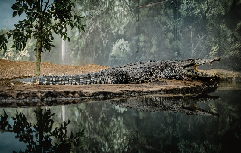 nature, 4K, landscape, trees, wildlife, reflect, animal wildlife, one animal, waterfront, photography, swamp, green, lake, water, no people, croc, leafed