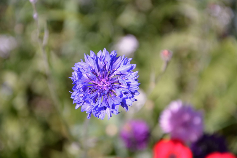 flower head, la nature, floraison, outdoors, inflorescence, focus on foreground, day, fleur bleue, close-up, selective focus, bleuet, fragility, purple