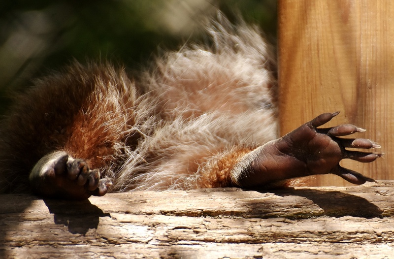 cute, sleeping, lying down, one animal, animal themes, wood - Material, wildlife photography, animal wildlife, day, mammal, nature, brown, outdoors, no people