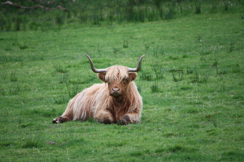 vertebrate, domestic animals, 4K, livestock, cattle, animal wildlife, hayfield, plant, one animal, cute, rural, land, grass, white, animal, brown, outdoors