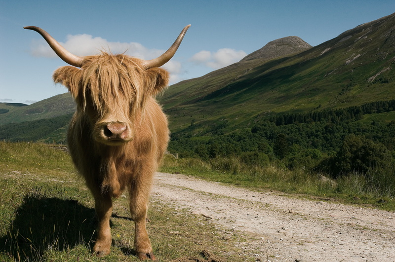 agriculture, farm, outdoors, domestic animals, scottish, sky, breed, 5K, grass, horned, animal themes, pasture, cow, brown, animal, land, close, one animal