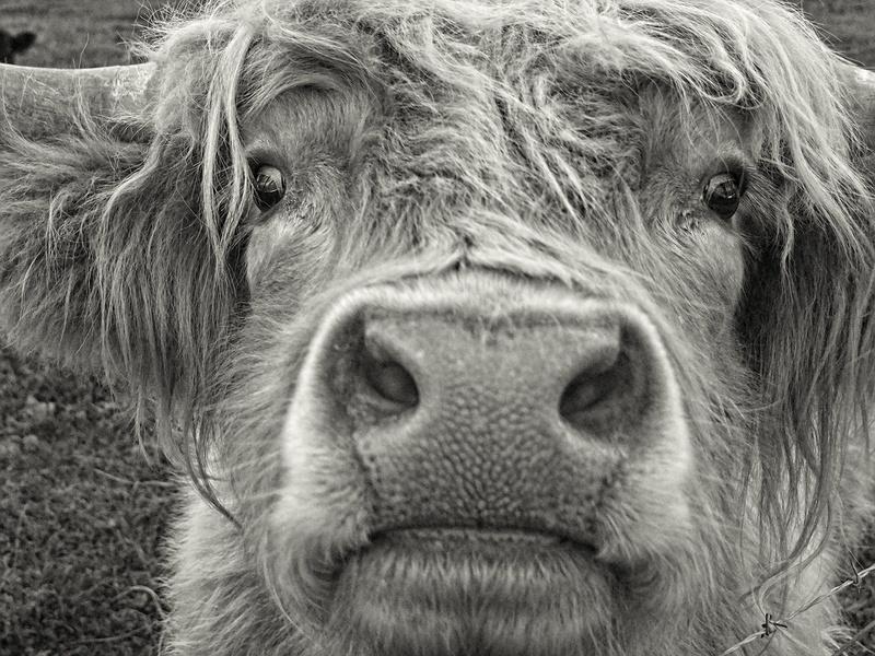 cattle, natural, animal head, nature, Highland, animal eye, country, Cow, beef, looking at camera, herbivorous, highland, focus on foreground, hairy, scottish