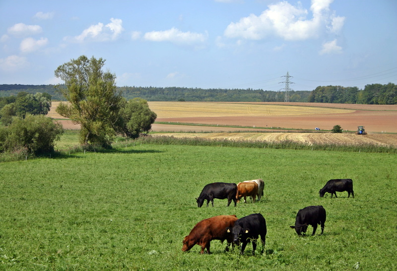 colorful, cereal fields, group of animals, animal themes, southern germany, meadow, nature, pasture, domestic animals, agriculture, tractor, mammal, landscape