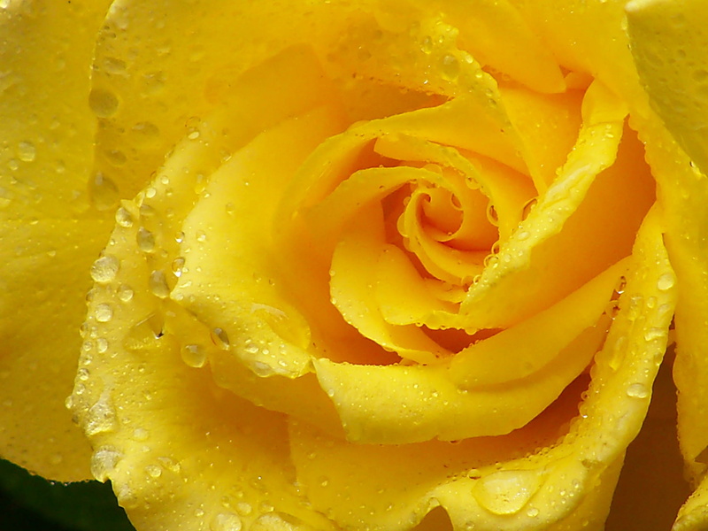 close-up, rose - Flower, dew, plant, macro, nature, 1080P, summer, yellow rose, flowering plant, rose, beauty In Nature, water, vulnerability, drops, botany