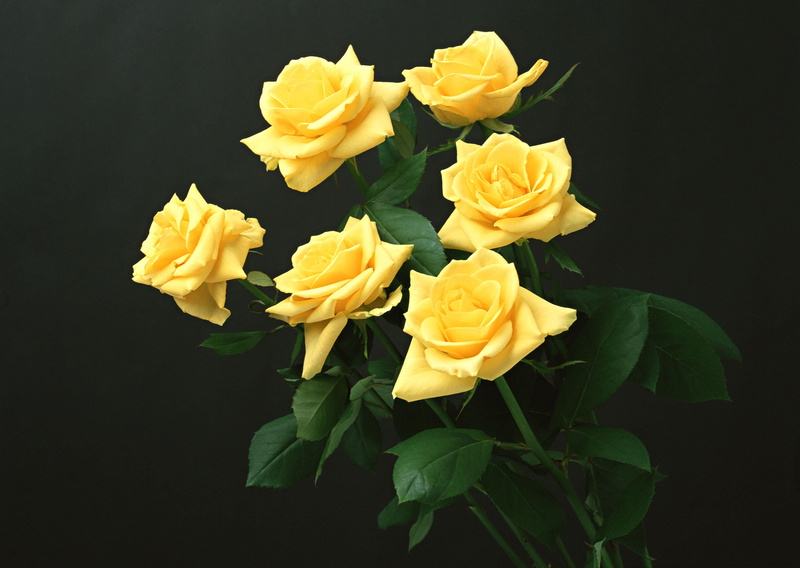 backgrounds, flowers, plant part, inflorescence, yellow, rose - Flower, multi Colored, petal, indoors, flower Head, love, plant, rose, isolated, fragility