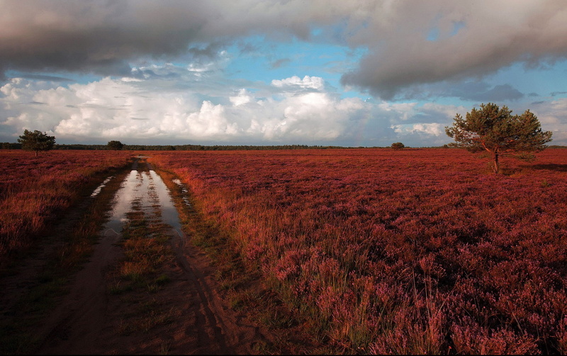 rain, field, road, puddle after rain, heath, grass, brown, 1080P, puddle