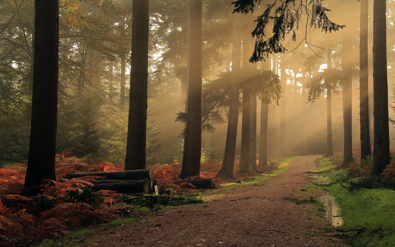 sun rays, puddle, shrubs, 1080P, mist, England, trees, landscape, forest, dirt road, nature, grass