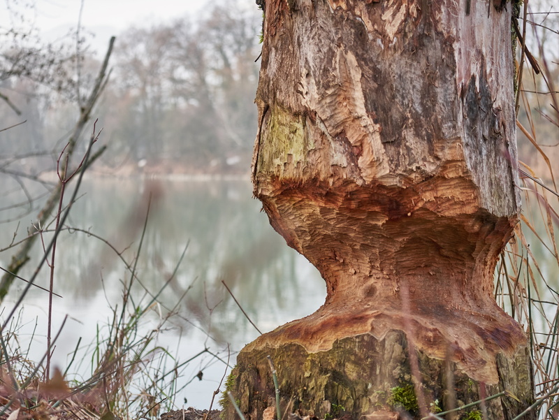 tree, tranquil scene, close-up, plant, trunk, master builders, bark, forest, branch, winter, tree trunk, outdoors, water, nature, eat, beauty in nature
