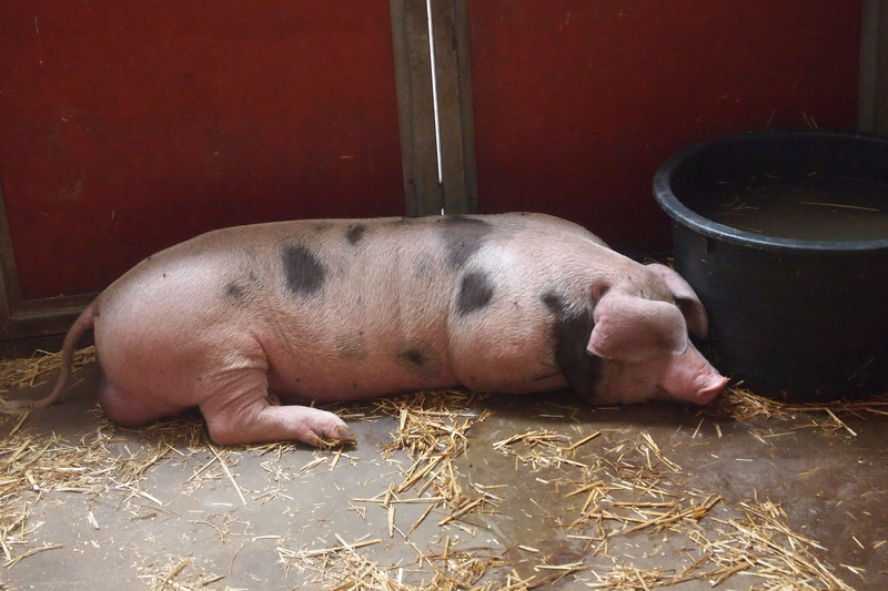 domestic, relaxation, day, animal themes, nature, domestic animals, stable, vertebrate, sleeping, indoors, pets, resting, lying down, snout, mammal, one animal