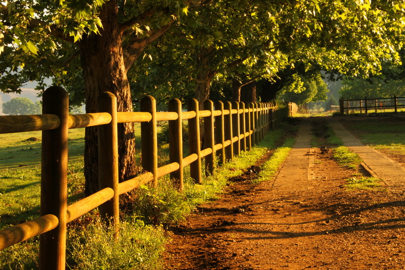 Light, green, Golden  Tree, Stables, near, sun rise, outdoors, nature, beige, green leaves, photo, leaves, Drakensberg, South Africa, sun, 4K, tree, Fence