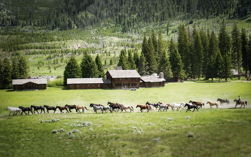 domestic animals, field, group of animals, horse, beauty in nature, pets, nature, plant, animals, lot, landscape, trees, mammal, house, herbivorous, animal wildlife