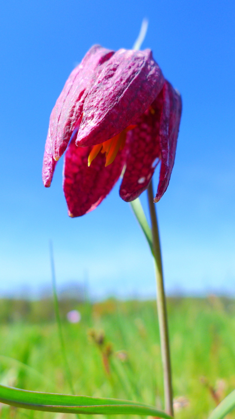 day, inflorescence, plant, beauty in nature, regional specificity, flower head, chequered, field, spessart, petal, land, nature, vulnerability, freshness